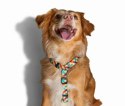 ZEE DOG Szelki H Phantom S